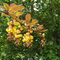 Янтарные подвески :: Freddy 97