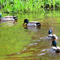 Караван селезней :: Андрей Снегерёв