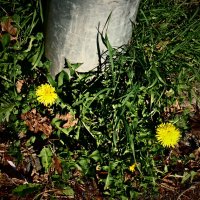 Весенние зарисовки 118 :: Алексей Кузнецов