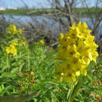 Вербейник :: Anna Ivanova