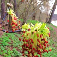 Подвески весны :: Андрей Снегерёв Подвески весны :: Андрей Снегерёв