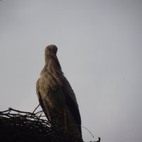 Весенний страж :: Александръ 