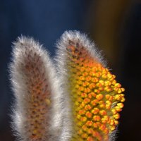 Цветет верба :: alex graf