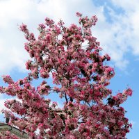 Цветущий май. :: Егор Бабанов