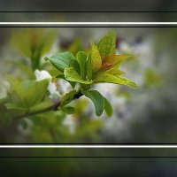 Зарисовка с веткой клёна :: Владимир Кроливец