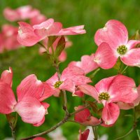 Апрельские красивости... :: Николай Гирш Апрельские красивости... :: Николай Гирш