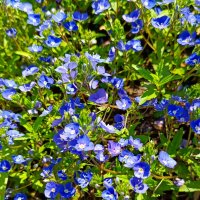 Вероника :: Татьяна Пальчикова