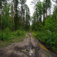 По лесной дороге... :: Николай Гирш