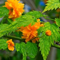 КЕРИЯ :: Игорь Kуленко