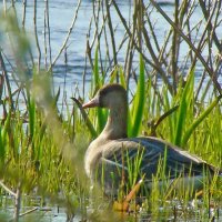белолобый гусь :: gawrilа - dan
