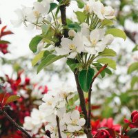 Весна в городе :: Tanya Nikorovskaya