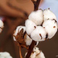 тоже золото :: Олег Лукьянов тоже золото :: Олег Лукьянов