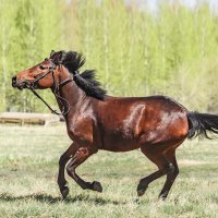 Пони :: SanSan 