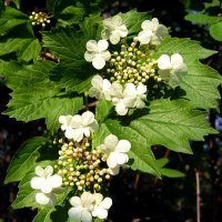 Июнь...Зацвела на Сыром Агане калина! :: Владимир 