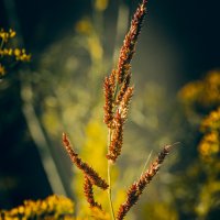 *** :: Виктор Иванович Чернюк *** :: Виктор Иванович Чернюк