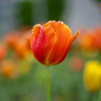 После дождя :: Referee (Дмитрий)