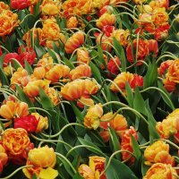 Тюльпаны :: Рита Симонова