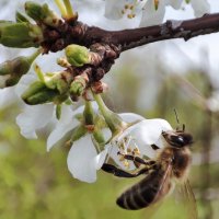 У пчелы забот немало. :: Валентина Богатко 