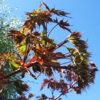 апрельские краски :: Елена Шаламова