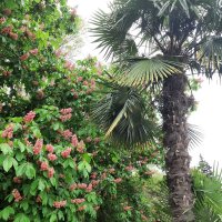 Конский каштан мясо-красный :: Tata Wolf