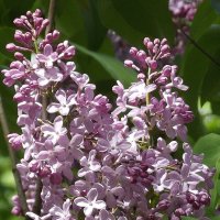 Снова в старом парке зацвела сирень… :: Freddy 97