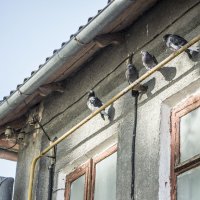 Angry birds :: Коля Лукашов