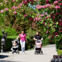 Цветущий май в моём городе :: Татьяна Смоляниченко