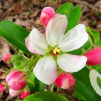 Яблоневый цвет :: Андрей Снегерёв Яблоневый цвет :: Андрей Снегерёв