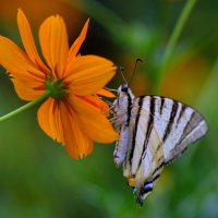 Эта бабочка Парусник. :: Любовь Овсянкина