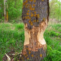 Работа бобров :: Андрей Снегерёв