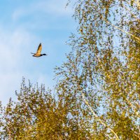 Утка :: Александр 