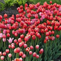 Тюльпаны :: <<< Наташа >>>