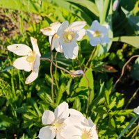 Весенняя радость :: Татьяна Пальчикова Весенняя радость :: Татьяна Пальчикова