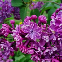 Украшение города! :: Валентина  Нефёдова 