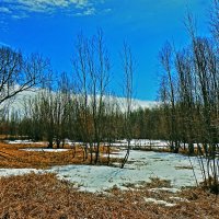 Май...Окрестности Юганской Оби. :: Владимир 