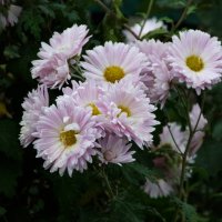 Букет хризантем :: Валентин Семчишин