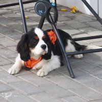 Знакомьтесь---Мишка :: Елена Шаламова Знакомьтесь---Мишка :: Елена Шаламова