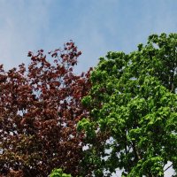 май :: Елена Шаламова май :: Елена Шаламова