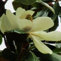 магнолия :: Елена Шаламова