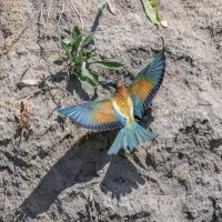 золотистые щурки. :: юрий макаров