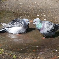 Из жизни голубей... :: Рита Симонова