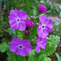 Примула зацвела :: Людмила Смородинская