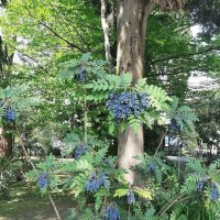 Магония падуболистная :: Tata Wolf Магония падуболистная :: Tata Wolf