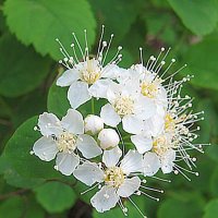 Спирея :: Елена Семигина