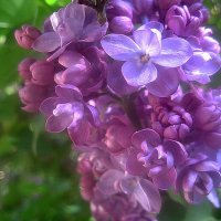 Цвет сирени :: Елена Семигина