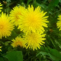 Солнышки :: Елена Семигина Солнышки :: Елена Семигина