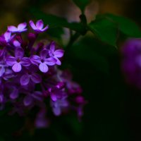 Сирень :: Людмила Фил