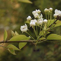 И снова цветение :: Владимир Кроливец