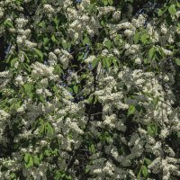 Черёмухи цвет. :: Петр Беляков Черёмухи цвет. :: Петр Беляков