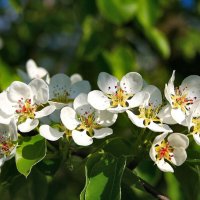 Весна :: Елена 